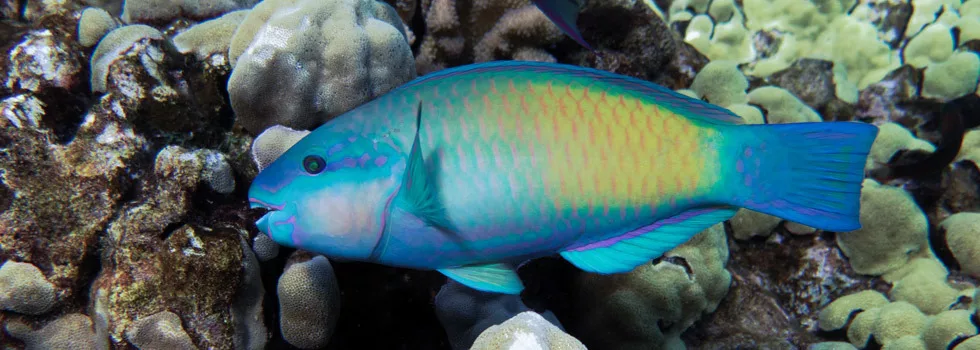 Parrotfish on maui