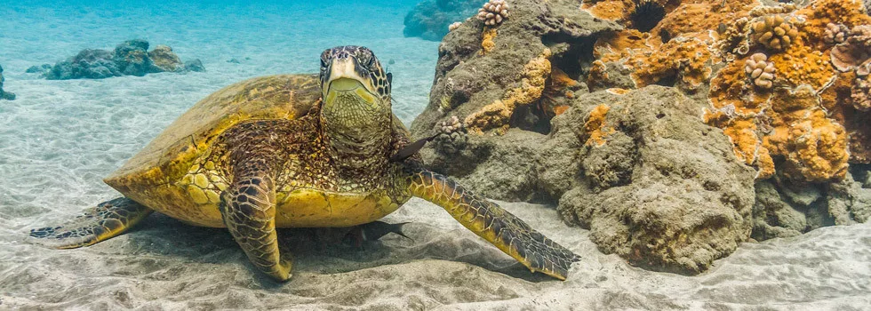 Where-to-find-turtles-maui