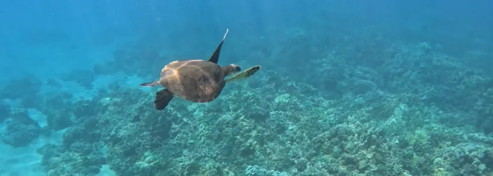 Turtle arches maui snorkel spot