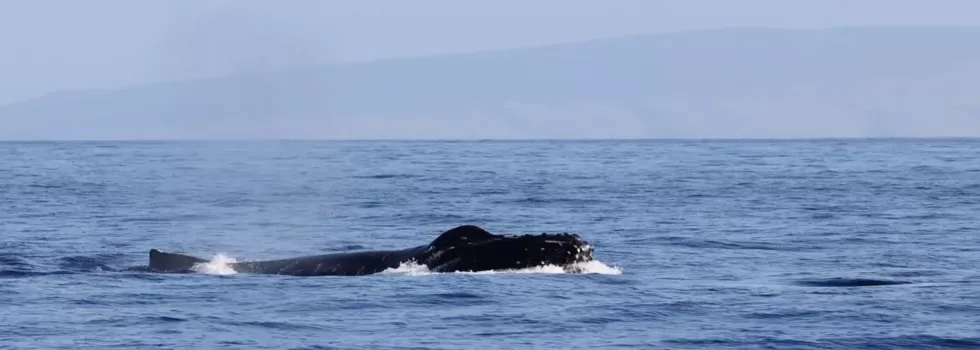 Whale watch maalaea