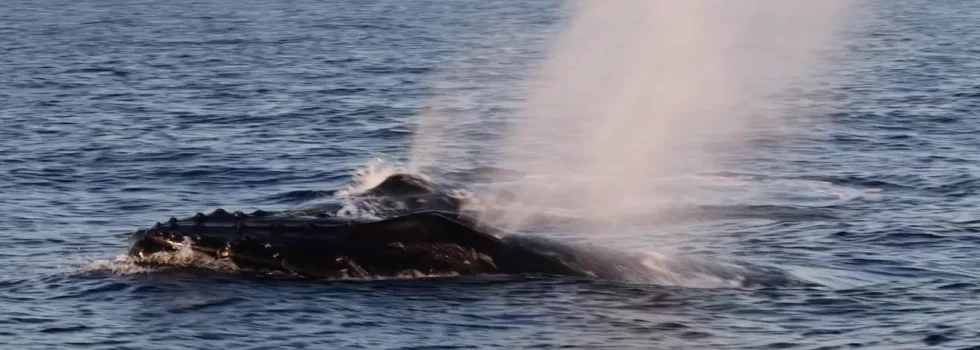 Maalaea whale watching