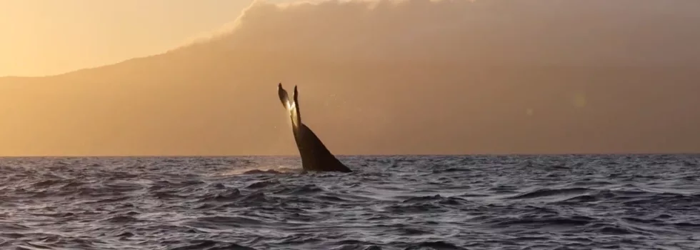 Whale tale west maui sunset