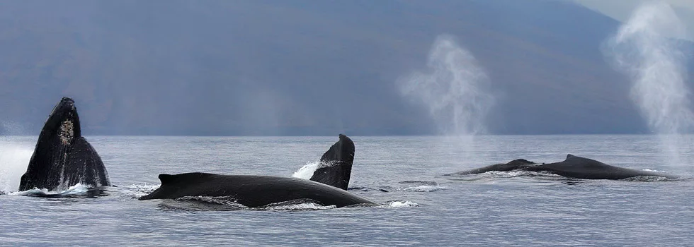 Maui humpback whale watching tour