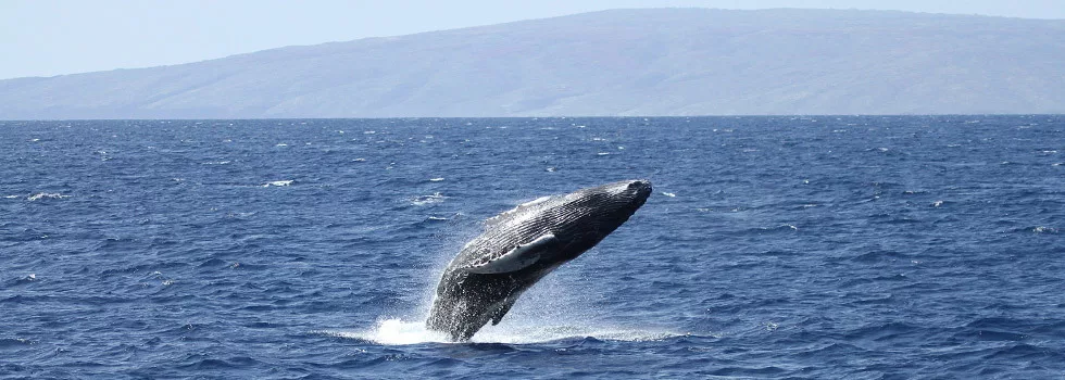 Whale cruise on maui
