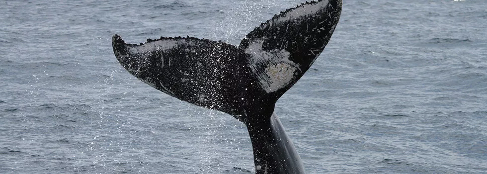 Whale tail fluke maui