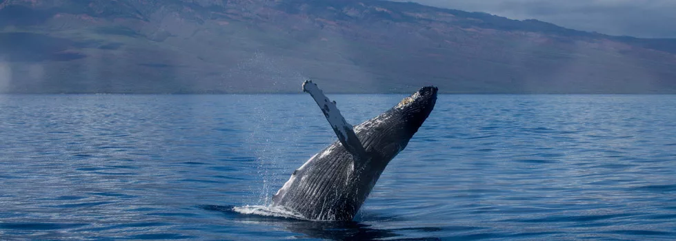 Whale watching cruise maui