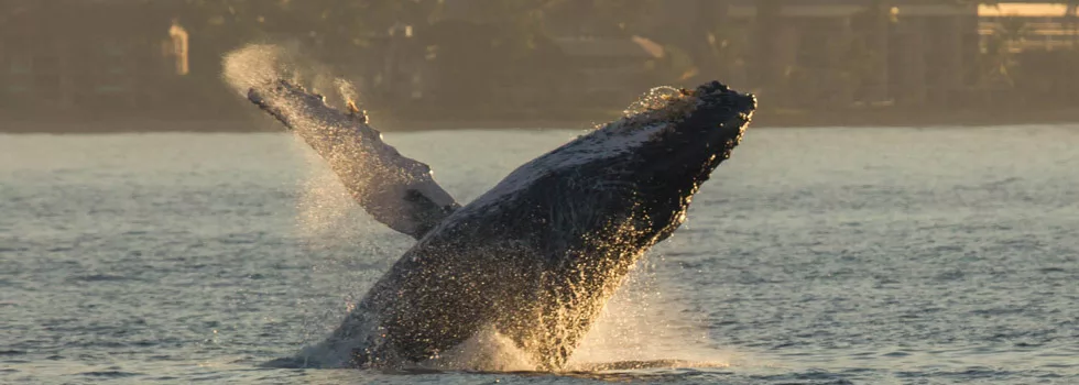 Whale watching maui sunrise