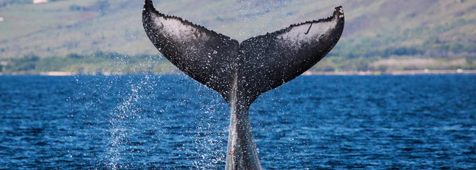 Whale watching on maui