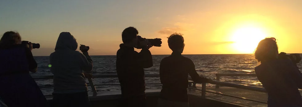 Whale watching sunset cruise maui