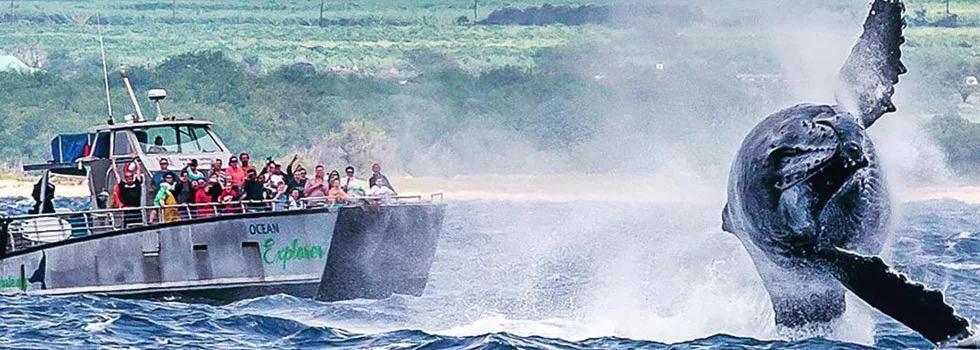 Whale-breach-maui-boat