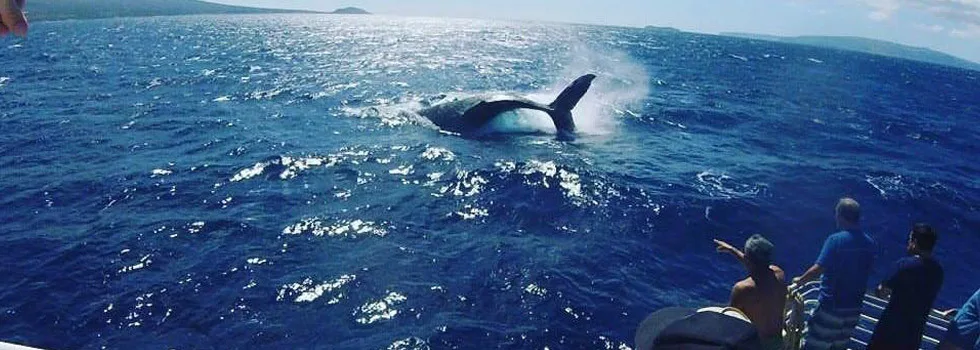 Whale-close-to-boat-maui