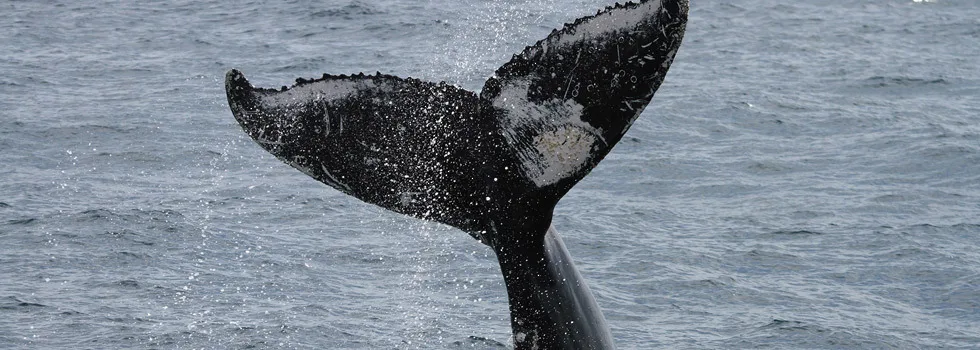 Whale tail fluke maui