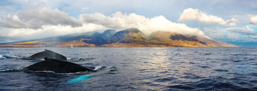 Maui humpback whale watching