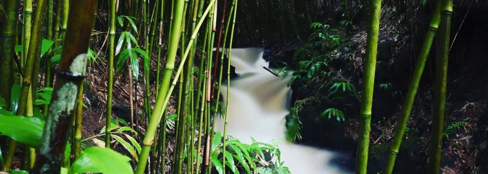 Maui bamboo jungle tour