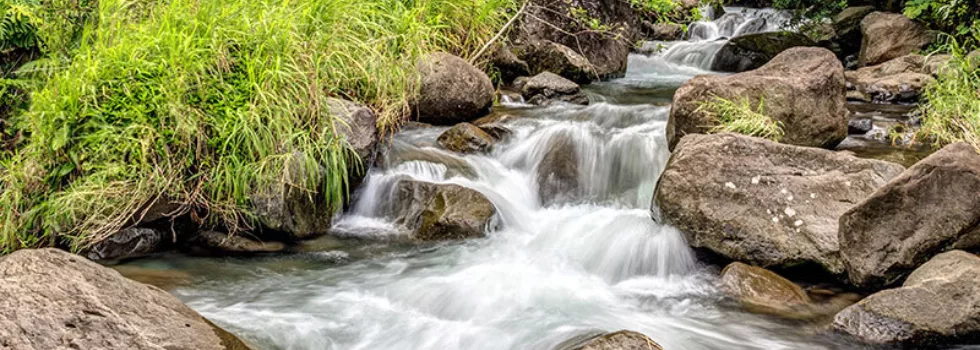 Iao valley sightseeing tour