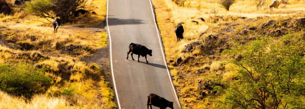 Kaupo road to hana tour