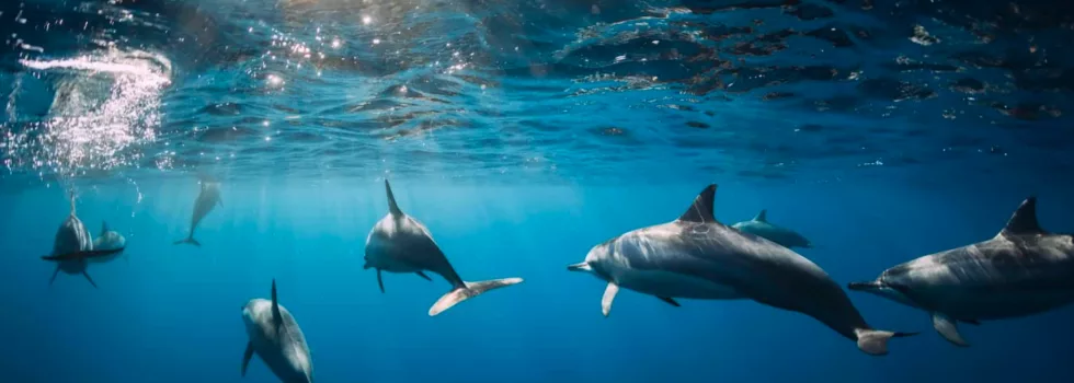 Dolphin maui snorkel tour