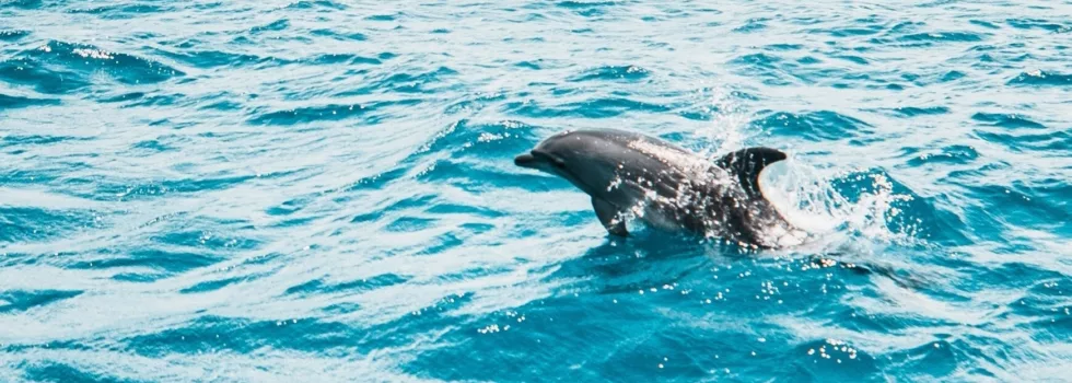 Maui to lanai dolphin tour