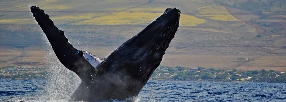 Whale watching aboard quicksilver maui