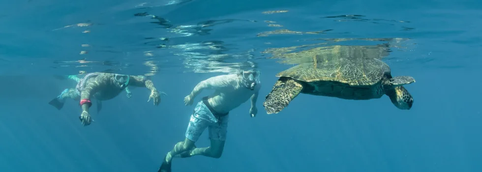 Turtle town snorkel maui