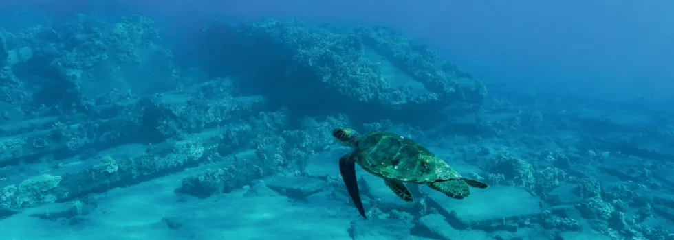 Snorkeling at turtle town reef