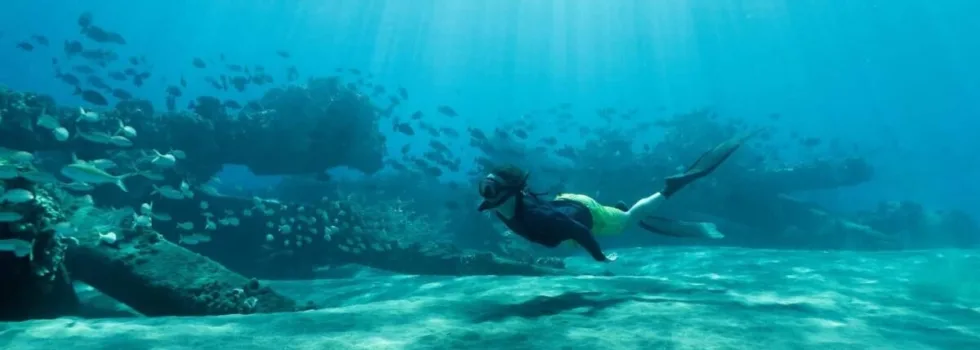 Turtle at turtle town reef maui