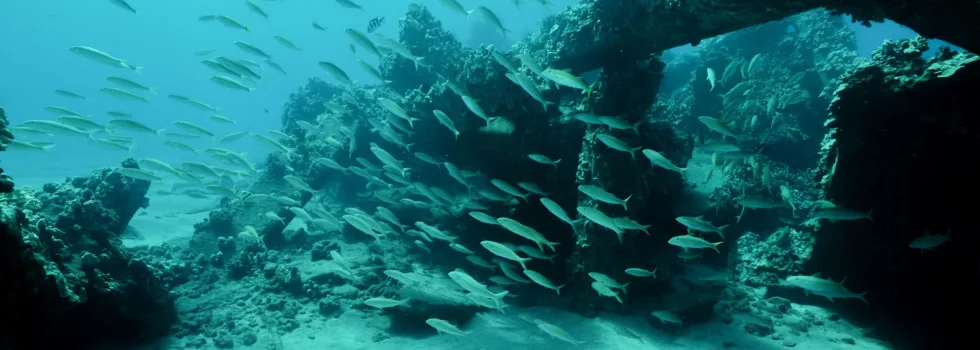 Fish at turtle town maui