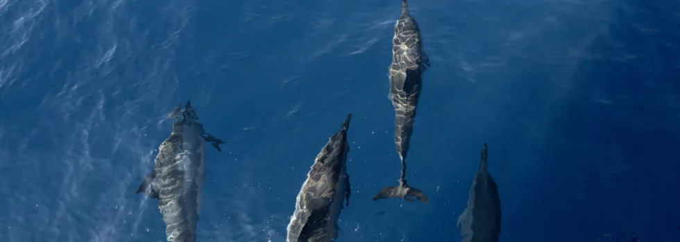 Maui dolphin sighting