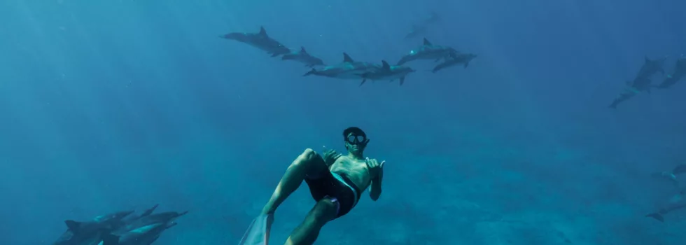 Snorkel with dolphins maui