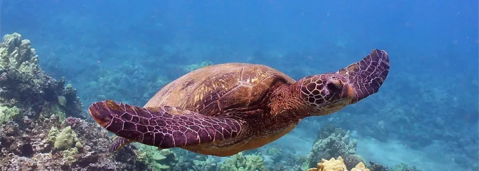 Turtle snorkeling in maui