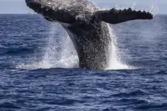 Kaanapali Whale Watching Catamaran: Maui Whale Watching Thumb