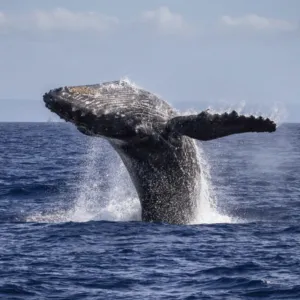 Kaanapali Whale Watching Catamaran
