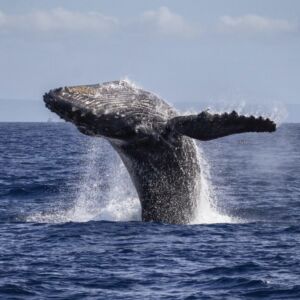 Kaanapali Whale Watching Catamaran