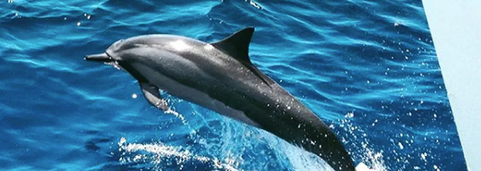 Dolphin Catamaran Maui