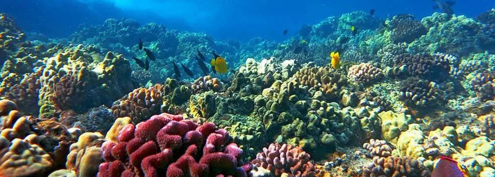 Lanai Snorkeling Reef Molokini