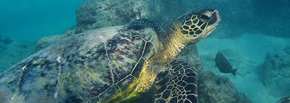 Snorkel With Turtles Maui Tour
