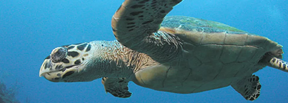 Snorkel With Turtles Maui