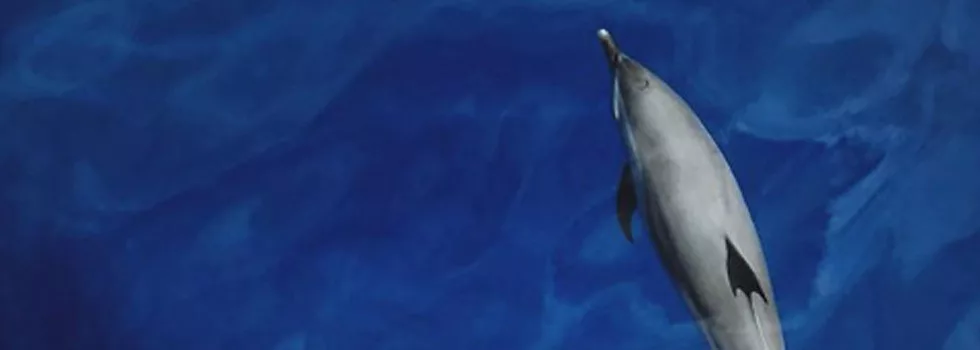 Dolphins Sailing Charter Maui