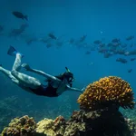 Coral reef snorkeling in maui thumb