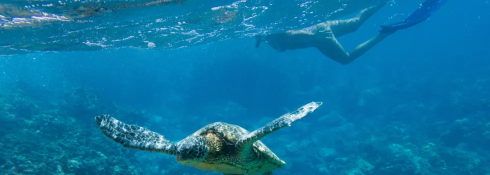 Turtle snorkel location pali cliff maui