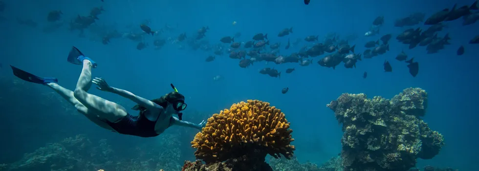 Coral reef snorkeling in maui