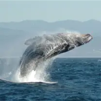 Performance Catamaran Whale Watching: Whale Watch Thumb