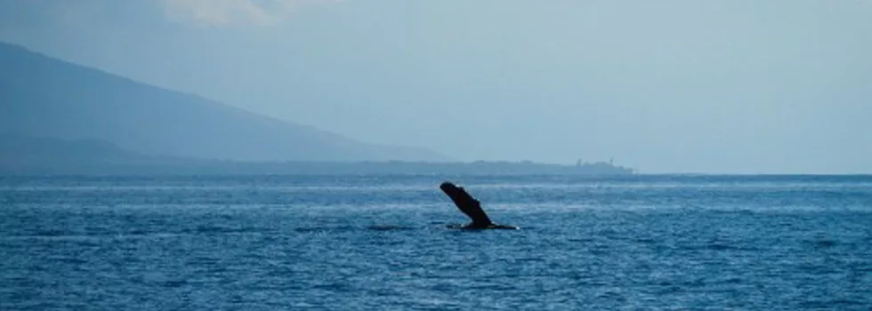 Best Whale Watching Charter Maui