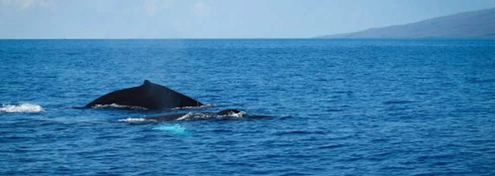 Whale Watching Catamaran Maui