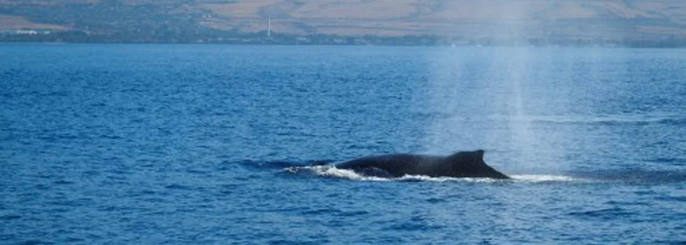Whale Watching Maui