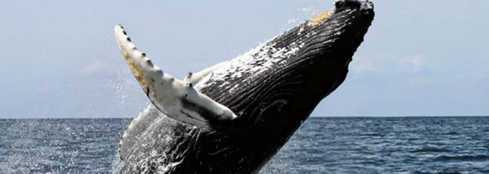 Whale breach maui