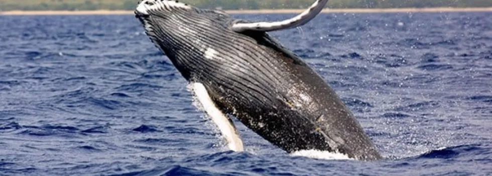 Whale sighting wailea