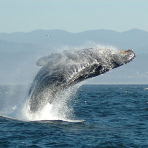 Performance Catamaran Whale Watching