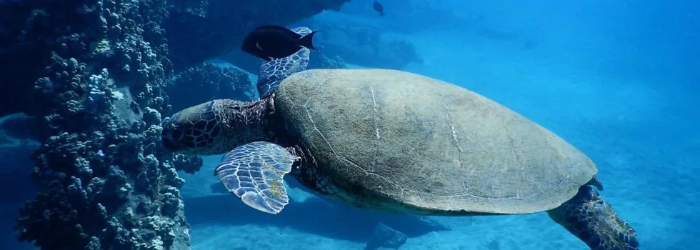 Snorkel With Turtles Maui Catamaran