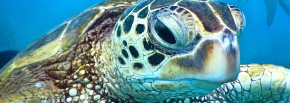 Swim Close To Turtles Maui